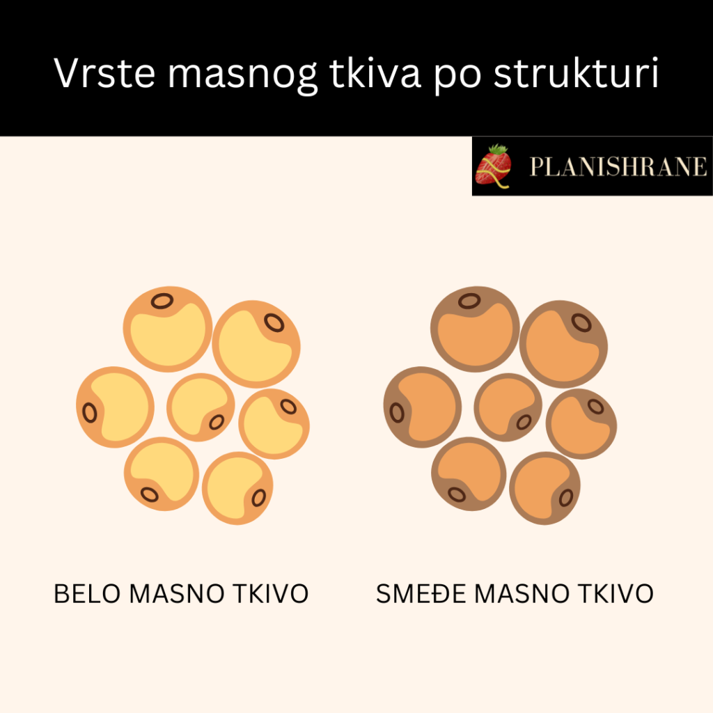 Vrste masnog tkiva