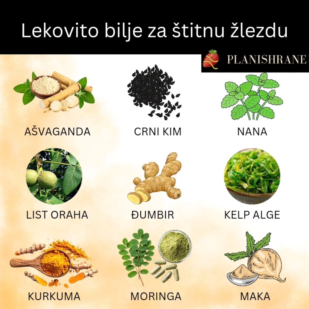 Lekovito bilje za štitnu žlezdu